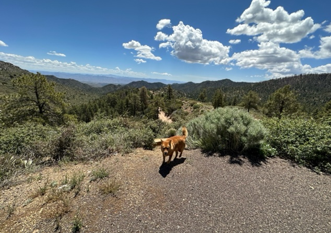 Kingman